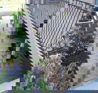 Swan Lake Guest House - Phillip Island Accommodation