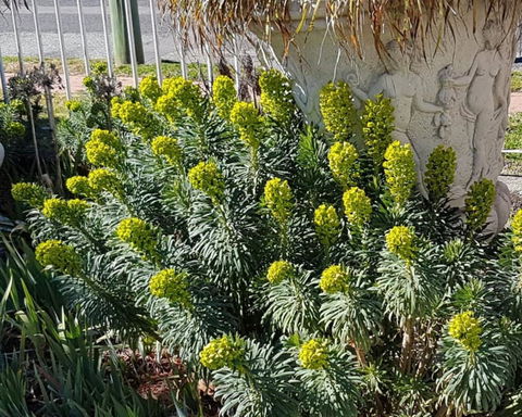 Golden Age Motor Inn Queanbeyan - Phillip Island Accommodation 2