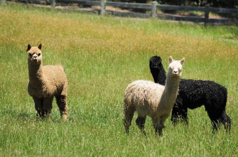 Daisy Cottage - Phillip Island Accommodation 5