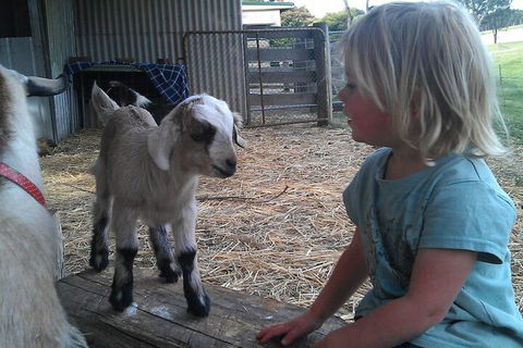 Fernleigh Farmstay & Bike Park - Phillip Island Accommodation 5