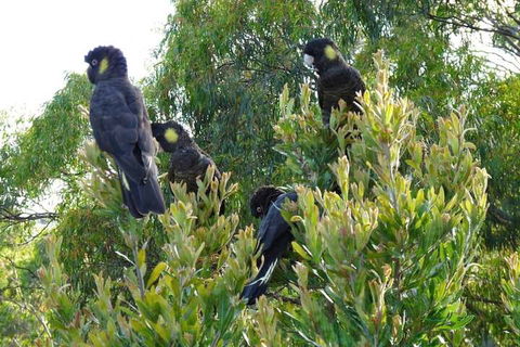 Eagles Rise Tasmania - Phillip Island Accommodation 5