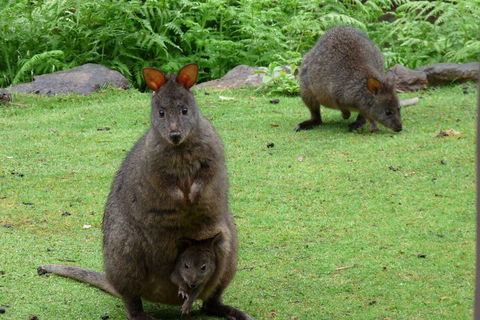 Eagles Rise Tasmania - Phillip Island Accommodation 2