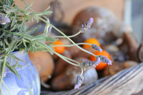 Lavender Farm - Phillip Island Accommodation 5