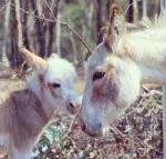 Donkey Tales Farm Cottages - Phillip Island Accommodation