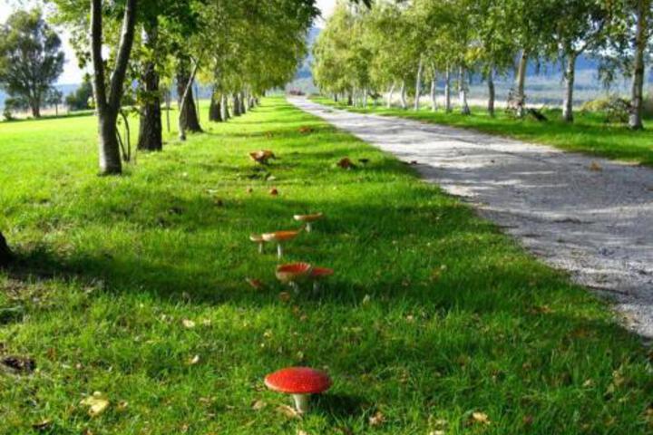 Lilydale TAS Phillip Island Accommodation