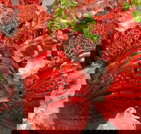 Harry's on the Esplanade - Phillip Island Accommodation