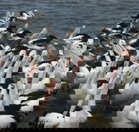 The Red PepperGourmet Pizza and Pasta - Phillip Island Accommodation