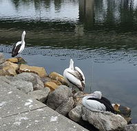 Saltwater Seafoods - Phillip Island Accommodation