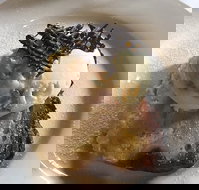 The Magpie Cafe - Phillip Island Accommodation