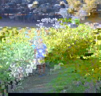 Tallagandra Hill Winery - Phillip Island Accommodation