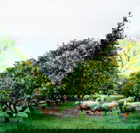 Cambray Cheese Farm Shop - Phillip Island Accommodation