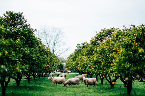 Cambray Cheese Farm Shop - Phillip Island Accommodation 0