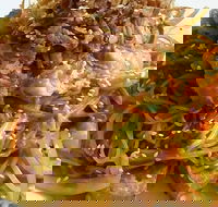 Saigon - Phillip Island Accommodation