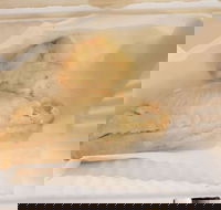 Swish 'n' Chips - Phillip Island Accommodation