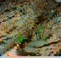 Old Kingdom - Surrey Hills - Phillip Island Accommodation