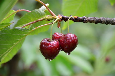 Red Hill Cherry Farm - Phillip Island Accommodation 0