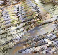 Il Pasticcino - Phillip Island Accommodation