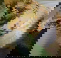 Ankara Kebabs  Bakery - Phillip Island Accommodation