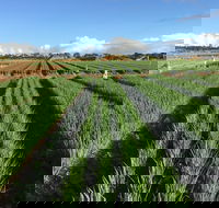 Hawkes Farm - Phillip Island Accommodation