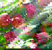 Payne's Orchards - Phillip Island Accommodation