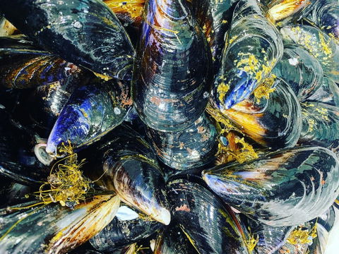 Pearly Oyster Bar And Farm - Phillip Island Accommodation 2