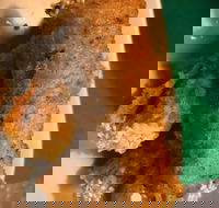 Kappaya - Phillip Island Accommodation