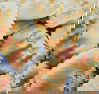 Nasreen's Rockdale Pizza - Phillip Island Accommodation