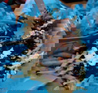 Two Hands Bar - Phillip Island Accommodation