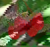 Westerway Raspberry Farm - Phillip Island Accommodation