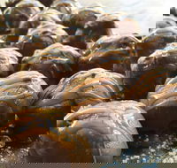 The Burrow Coffee House - Phillip Island Accommodation