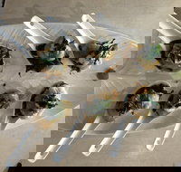 Cudgen Surf Club Bar  Bistro - Phillip Island Accommodation