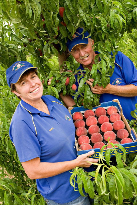 Willayoung Orchard - Phillip Island Accommodation 0