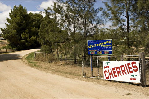 Willayoung Orchard - Phillip Island Accommodation 1