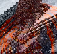 Lobster Shack Tasmania - Phillip Island Accommodation