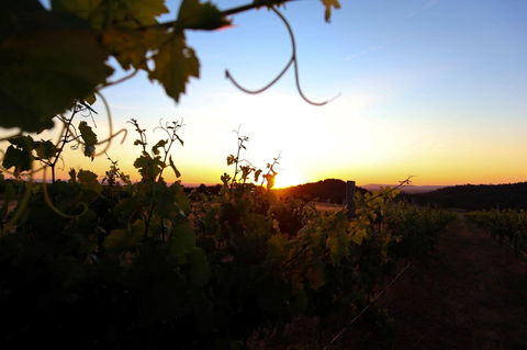 Glenbosch Wine Estate - Phillip Island Accommodation 0