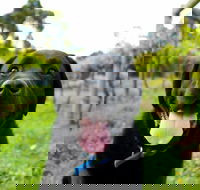 Every Man and His Dog Vineyard - Phillip Island Accommodation