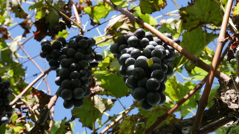 Cedar Creek Estate Winery - Phillip Island Accommodation 1