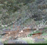 Hahndorf Venison - Phillip Island Accommodation