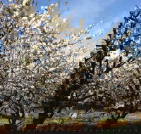 Allambie Orchard and Cafe