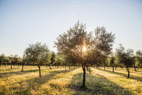Guneemooroo Estate - Phillip Island Accommodation 0