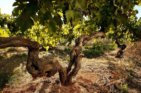 Baileys Of Glenrowan - Phillip Island Accommodation 1