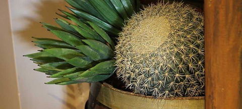 Cactus Jack's Bar & Grill - Phillip Island Accommodation 2