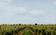 Mitchelton Winery Estate - thumb 1