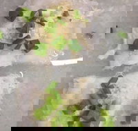 Golden Pheasant Buffet - Phillip Island Accommodation