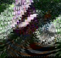 The Macaron Merchant - Phillip Island Accommodation