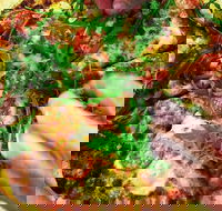 The Angry Pigeon - Phillip Island Accommodation