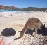 Lucky Bean - Phillip Island Accommodation