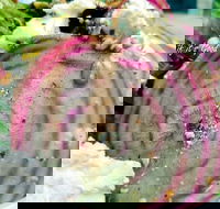 Thunderbird Kitchen - Phillip Island Accommodation