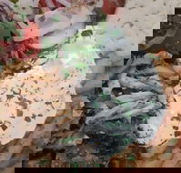 Ena Greek Street Food - Phillip Island Accommodation