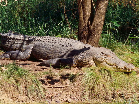 Mercure Darwin Airport Resort - Phillip Island Accommodation 17